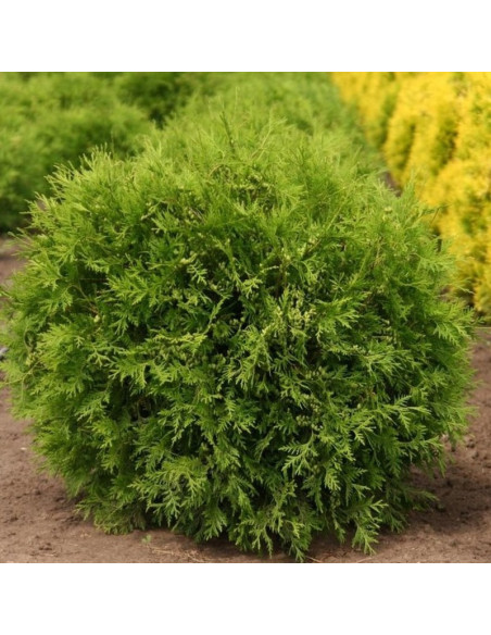 Tuja Woodwardii Thuja occidentalis