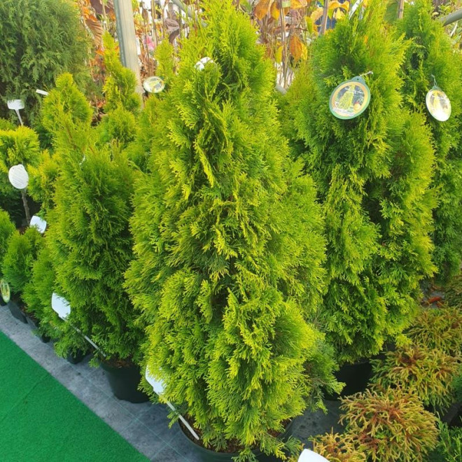 Tuja Janed Gold PBR żywotnik zachodni Thuja occidentalis Szmaragd Gold