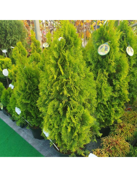 Tuja Janed Gold PBR żywotnik zachodni Thuja occidentalis Szmaragd Gold