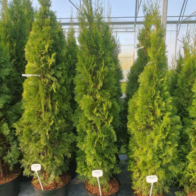 Tuja Szmaragd Smaragd Thuja occidentalis Żywotnik zachodni