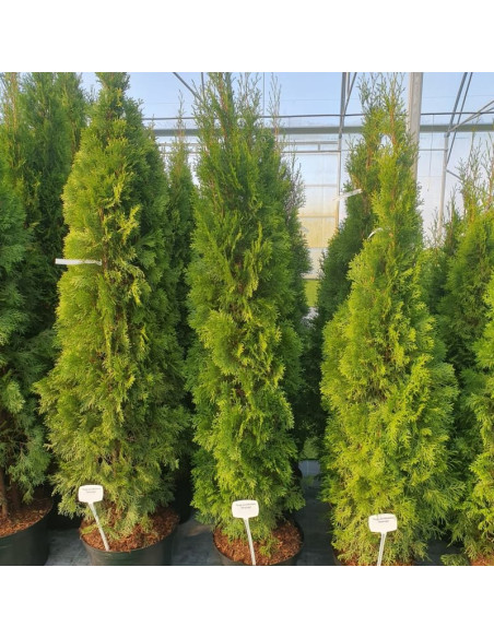 Tuja Szmaragd Smaragd Thuja occidentalis Żywotnik zachodni