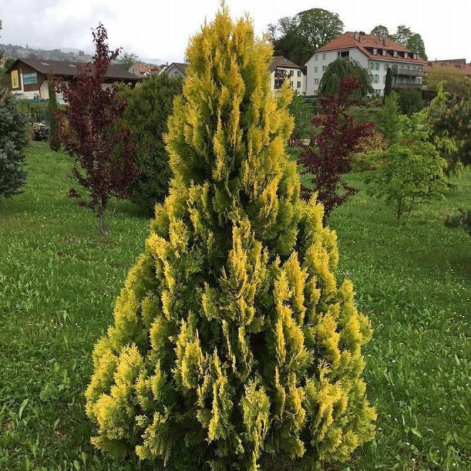 Thuja occidentalis Tuja Yellow Ribbon