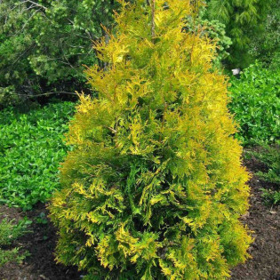 Thuja occidentalis Tuja Yellow Ribbon 2