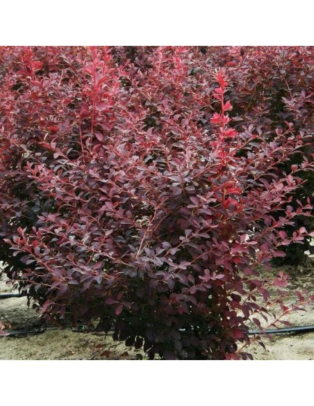 Auricoma Berberis Berberys ottawski ottawensis