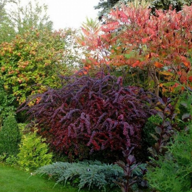 Berberys ottawski Auricoma Berberis ottawensis