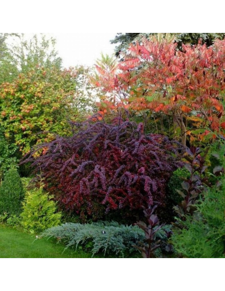 Berberys ottawski Auricoma Berberis ottawensis