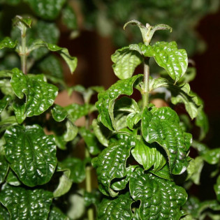 Dereń świdwa Compressa Cornus sanguinea