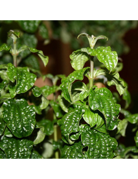 Dereń świdwa Compressa Cornus sanguinea