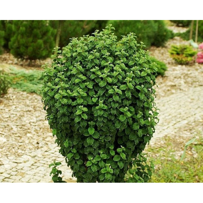 Cornus sanguinea Dereń świdwa Compressa