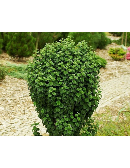 Cornus sanguinea Dereń świdwa Compressa