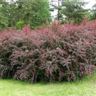 Berberys ottawski Superba Berberis ottawensis 2