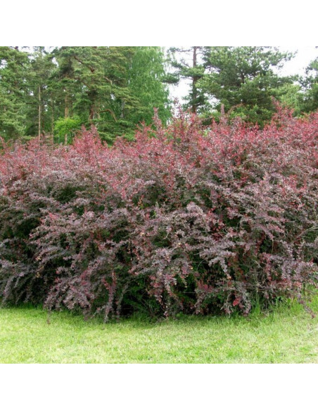 Superba Berberys ottawski Berberis ottawensis