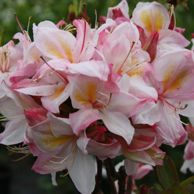 Azalia wielkokwiatowa Satomi Rhododendron (Knaphill-Exbury)