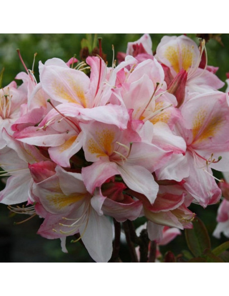 Azalia wielkokwiatowa Satomi Rhododendron (Knaphill-Exbury)