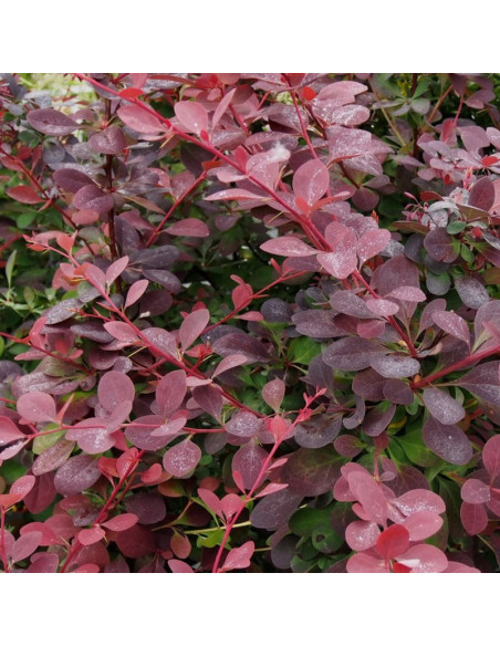 Berberys ottawski Superba Berberis ottawensis