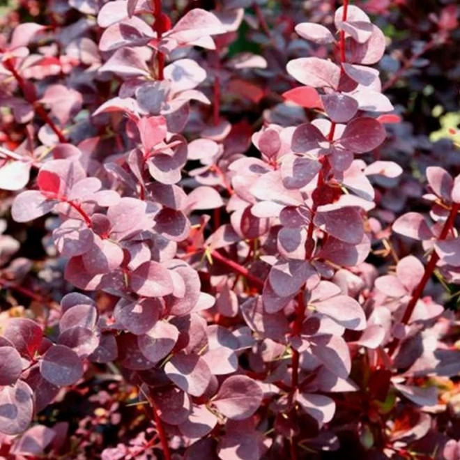 Berberis ottawensis Berberys ottawski Superba Berberis ottawensis Berberys ottawski Superba