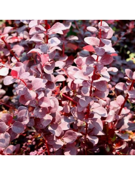 Berberis ottawensis Berberys ottawski Superba