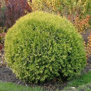 Thuja occidentalis Żywotnik zachodni Selena 2