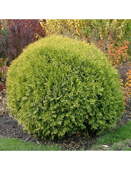 Żywotnik zachodni Selena Thuja occidentalis - Szkółka Florela