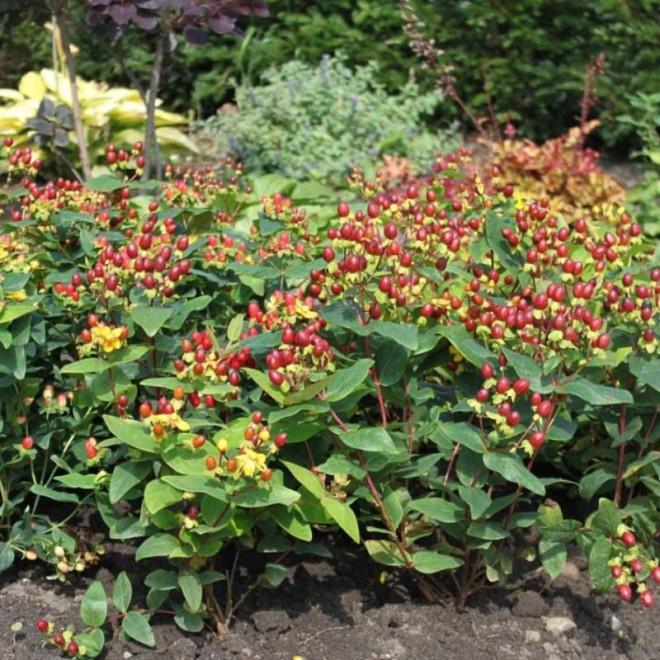 Hypericum inodorum Dziurawiec bezwonny Elstead