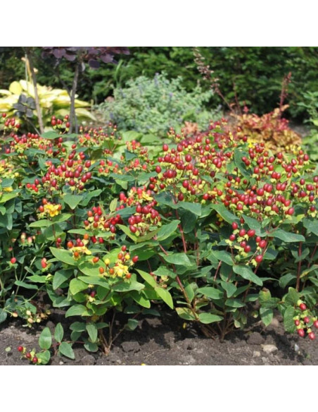 Hypericum inodorum Dziurawiec bezwonny Elstead