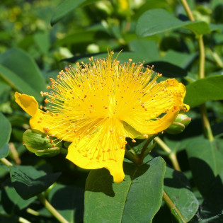 Dziurawiec bezwonny Elstead Hypericum inodorum