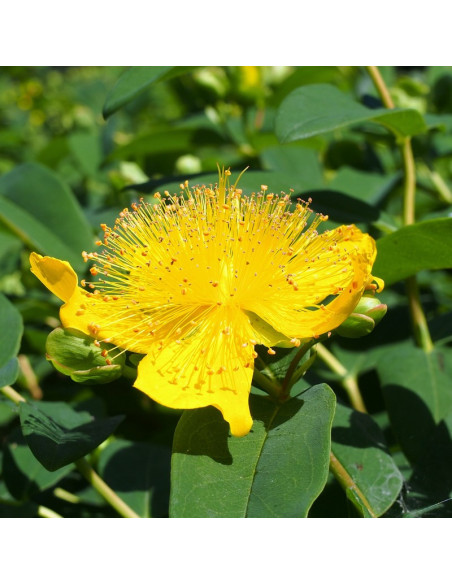 Dziurawiec bezwonny Elstead Hypericum inodorum