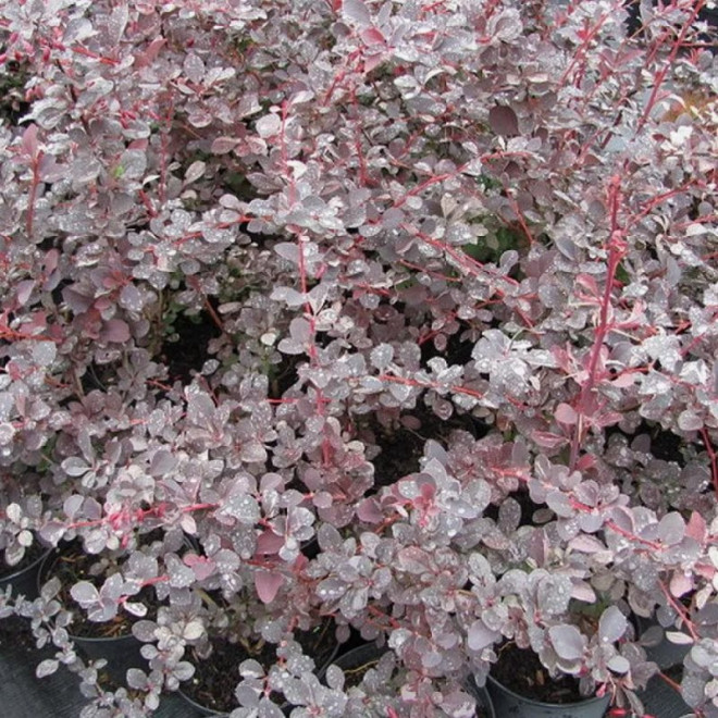 Berberys ottawskki Silver Miles Berberis ottawensis