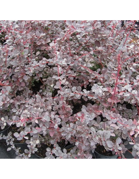 Berberys ottawskki Silver Miles Berberis ottawensis