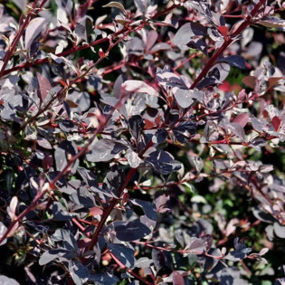 Berberys ottawskki Silver Miles Berberis ottawensis 2