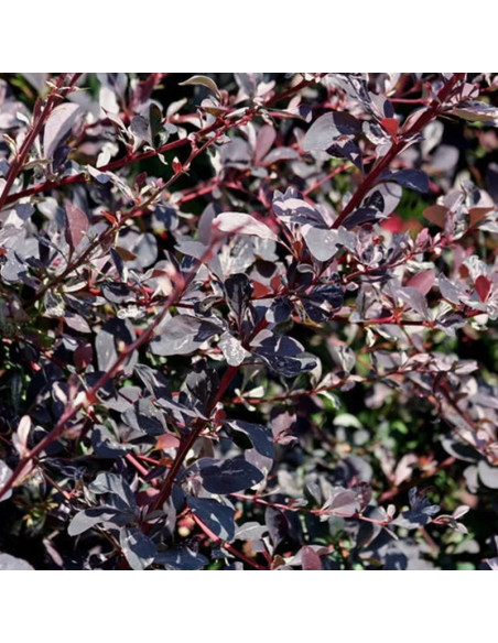 Berberis ottawensis Berberys ottawskki Silver Miles