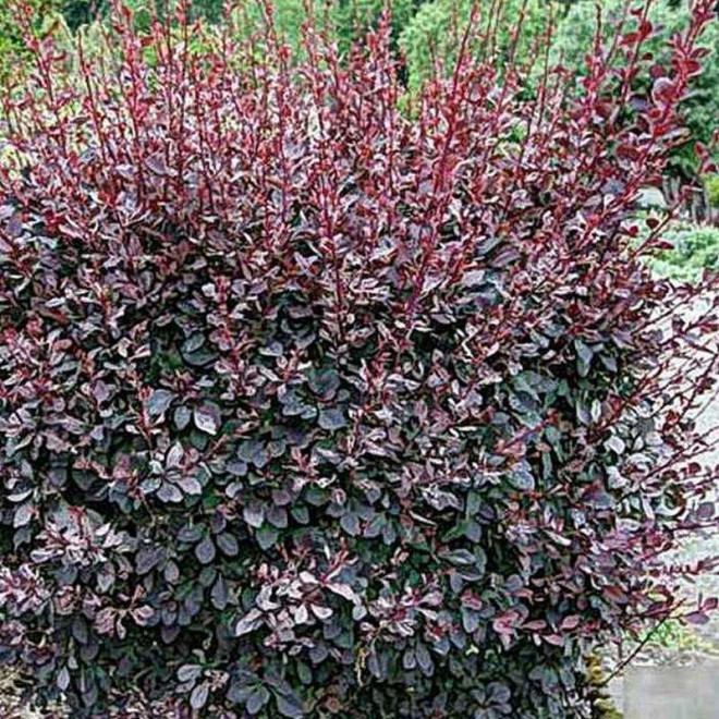 Silver Miles Berberys ottawskki Berberis ottawensis