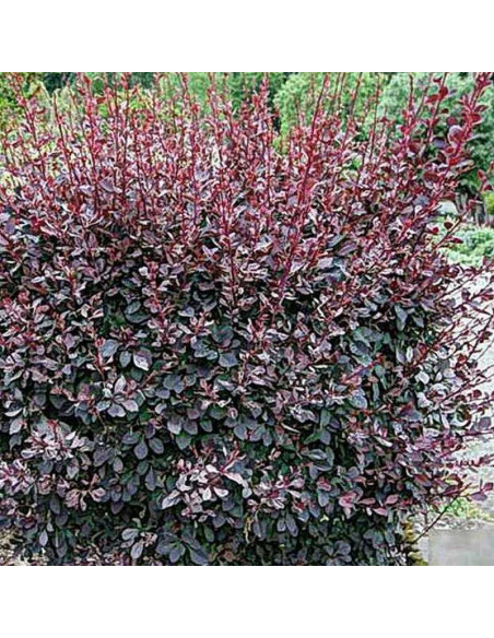 Silver Miles Berberys ottawskki Berberis ottawensis