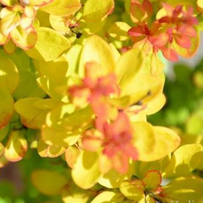 Berberys Thunberga Golden Tower Berberis thunbergii