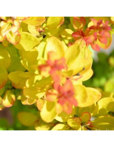 Berberys Thunberga Golden Tower Berberis thunbergii