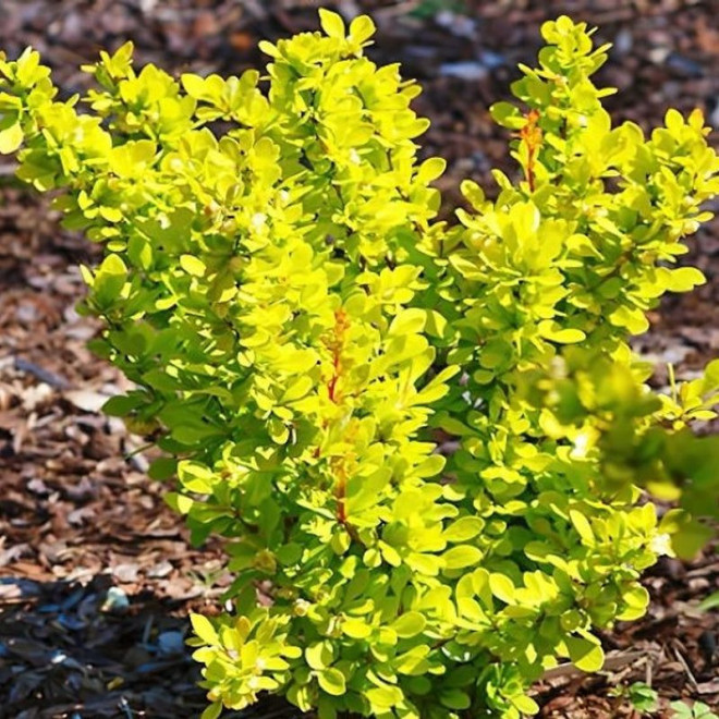 Berberis thunbergii Berberys Thunberga Golden Tower