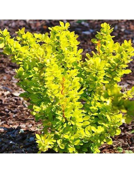 Berberis thunbergii Berberys Thunberga Golden Tower