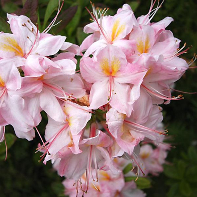 Satomi Azalia wielkokwiatowa  Rhododendron (Knaphill-Exbury)
