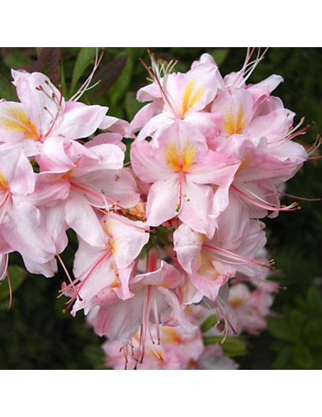 Satomi Azalia wielkokwiatowa  Rhododendron (Knaphill-Exbury)