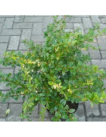 Berberys pośredni Parkjuweel Berberis media