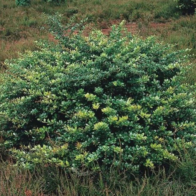Berberys pośredni Parkjuweel Berberis media