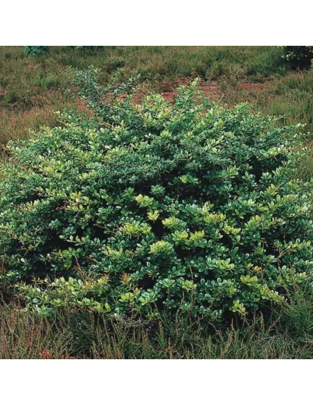 Berberys pośredni Parkjuweel Berberis media