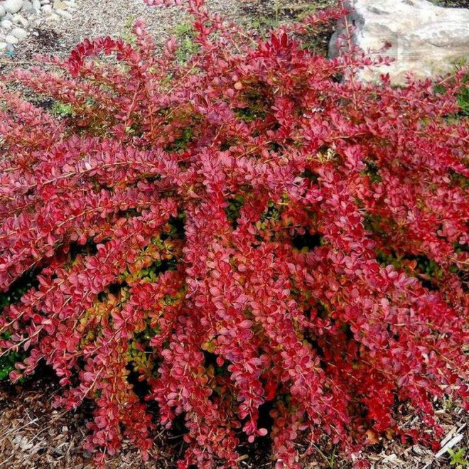 Berberys pośredni Red Jewel Berberis media