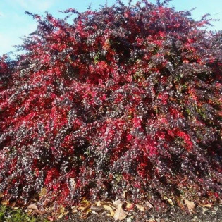 Berberys pośredni Red Jewel Berberis media 2