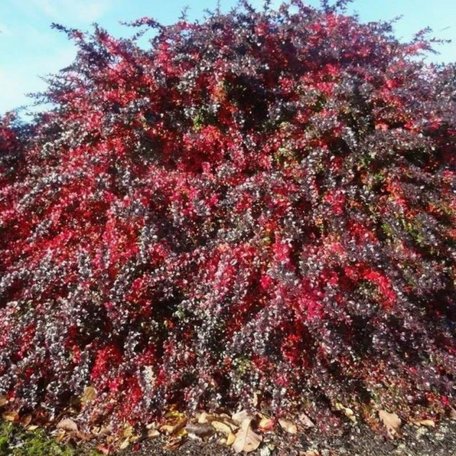 Red Jewel Berberys pośredni Berberis media