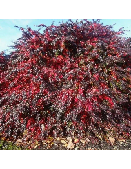 Red Jewel Berberys pośredni Berberis media