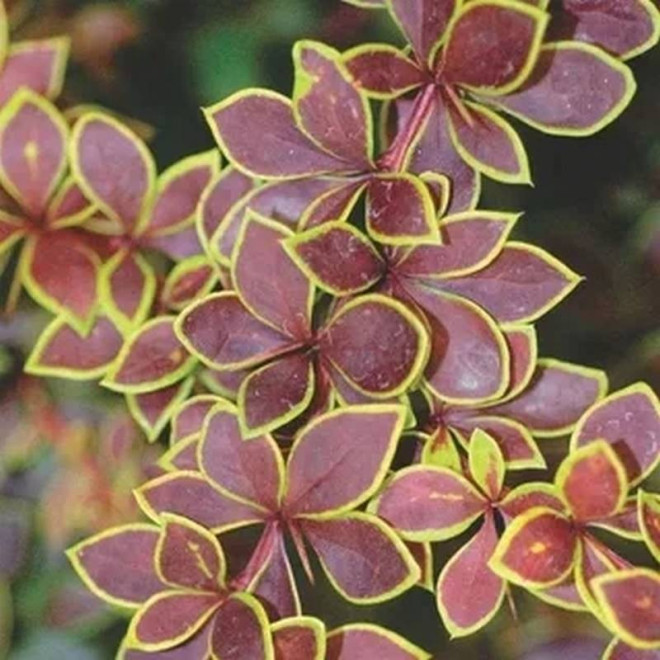 Berberis thunbergii Berberys Thunberga Golden Ring