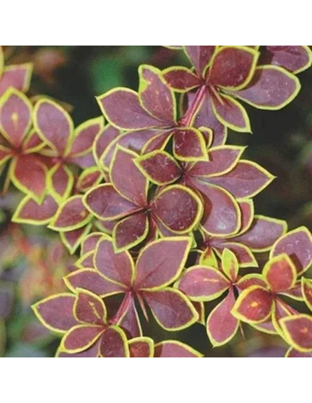 Berberis thunbergii Berberys Thunberga Golden Ring