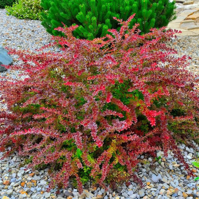 Berberys Thunberga Golden Ring Berberis thunbergii