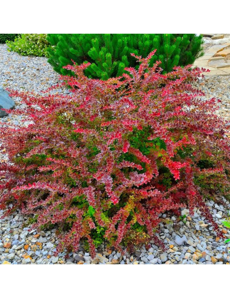 Berberys Thunberga Golden Ring Berberis thunbergii